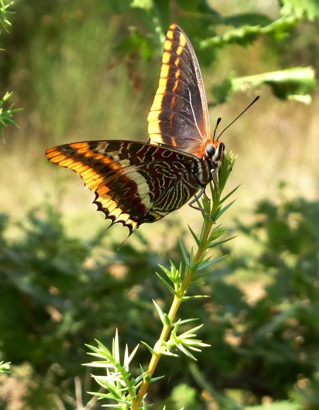 i Charaxes di Monte Malbe